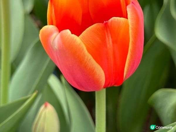 香港好去處 | 賞花 | 饒宗頤文化館 | 鬱金香