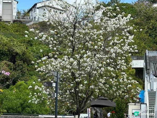 香港好去處 | 賞花 | 饒宗頤文化館 | 鬱金香