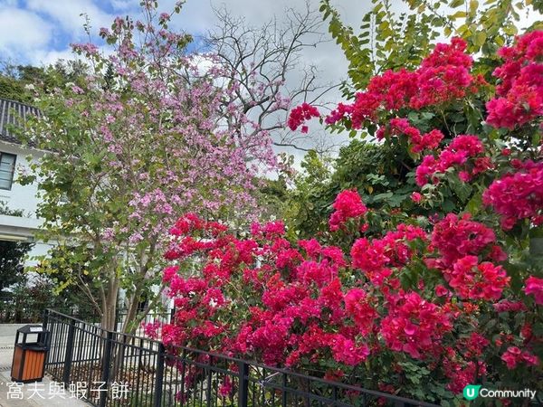 香港好去處 | 賞花 | 饒宗頤文化館 | 鬱金香