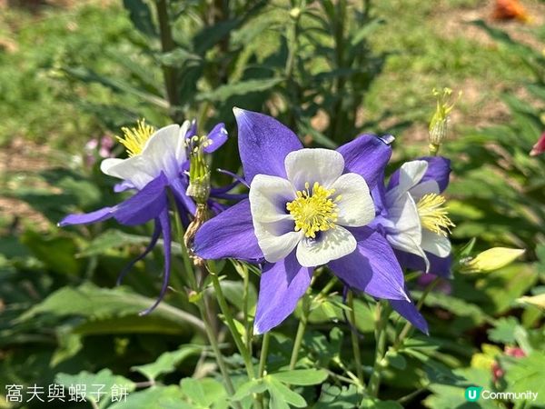 香港好去處 | 賞花 | 天水圍公園 | 河津櫻