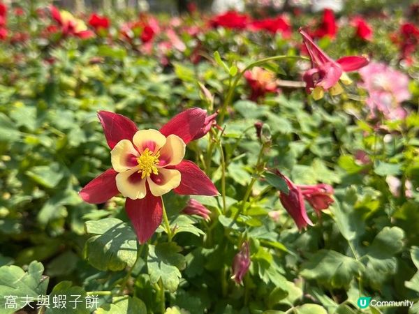 香港好去處 | 賞花 | 天水圍公園 | 河津櫻