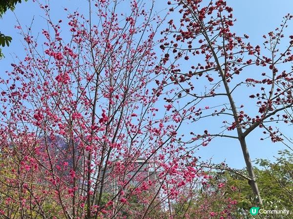 香港好去處 | 賞花 | 天水圍公園 | 河津櫻