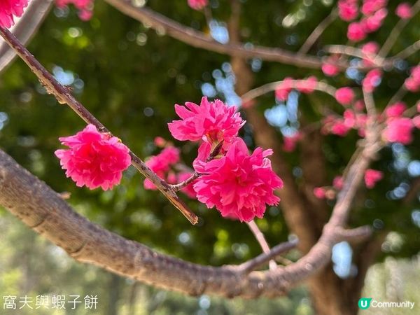 香港好去處 | 賞花 | 天水圍公園 | 河津櫻