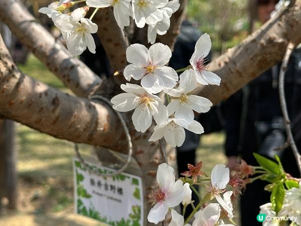 香港好去處 | 賞花 | 天水圍公園 | 河津櫻