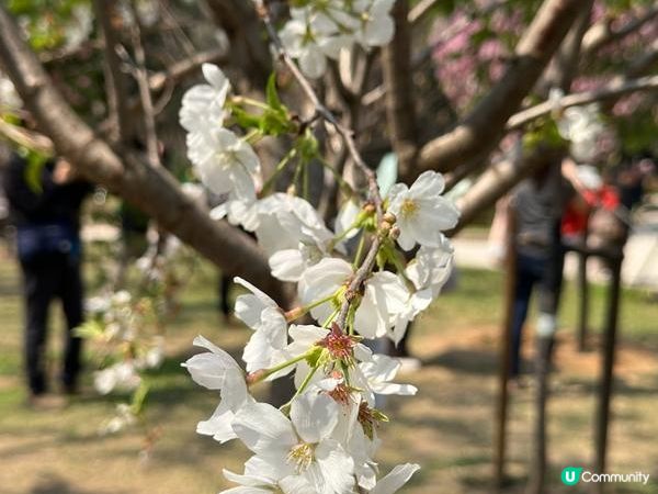 香港好去處 | 賞花 | 天水圍公園 | 河津櫻