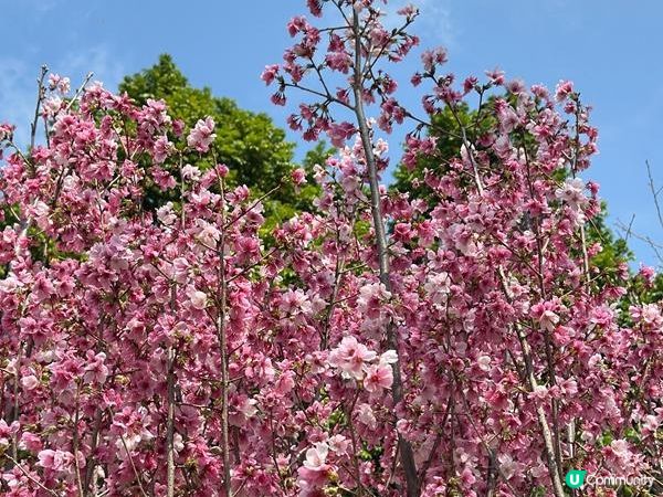 香港好去處 | 賞花 | 天水圍公園 | 河津櫻
