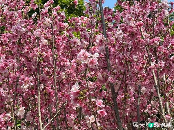 香港好去處 | 賞花 | 天水圍公園 | 河津櫻