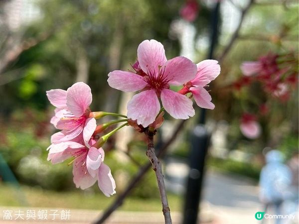 香港好去處 | 賞花 | 天水圍公園 | 河津櫻
