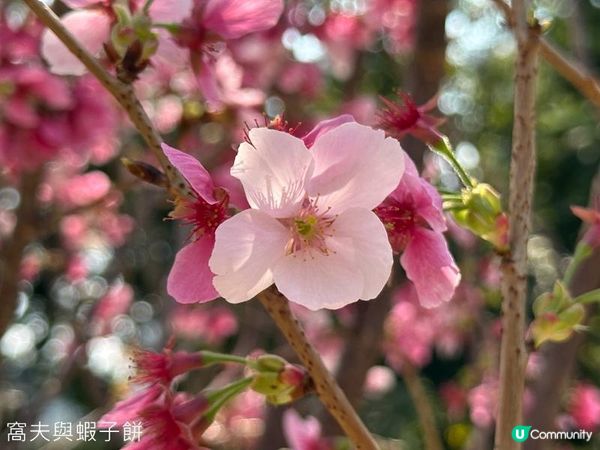 香港好去處 | 賞花 | 天水圍公園 | 河津櫻