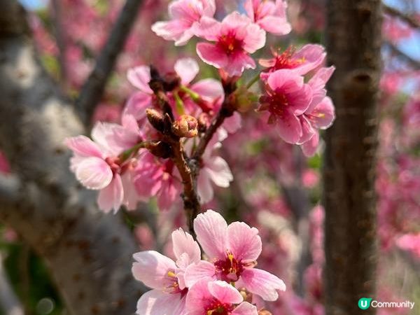 香港好去處 | 賞花 | 天水圍公園 | 河津櫻