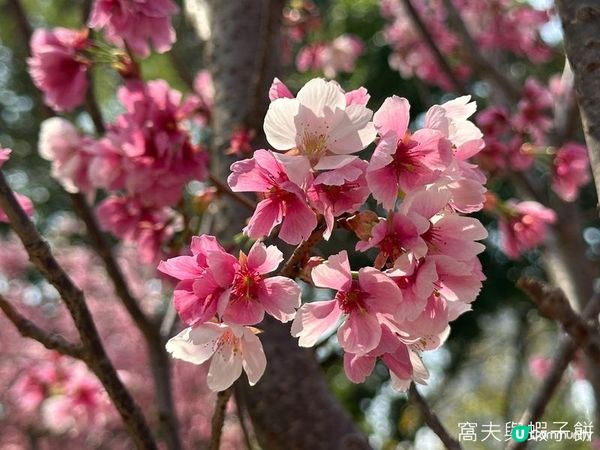 香港好去處 | 賞花 | 天水圍公園 | 河津櫻