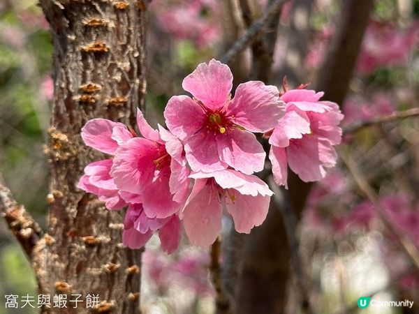 香港好去處 | 賞花 | 天水圍公園 | 河津櫻