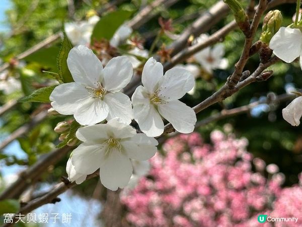 香港好去處 | 賞花 | 天水圍公園 | 河津櫻