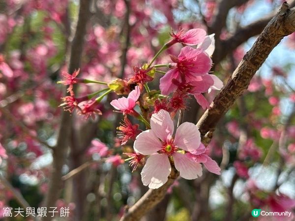 香港好去處 | 賞花 | 天水圍公園 | 河津櫻