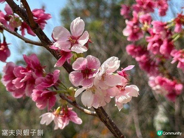 香港好去處 | 賞花 | 天水圍公園 | 河津櫻