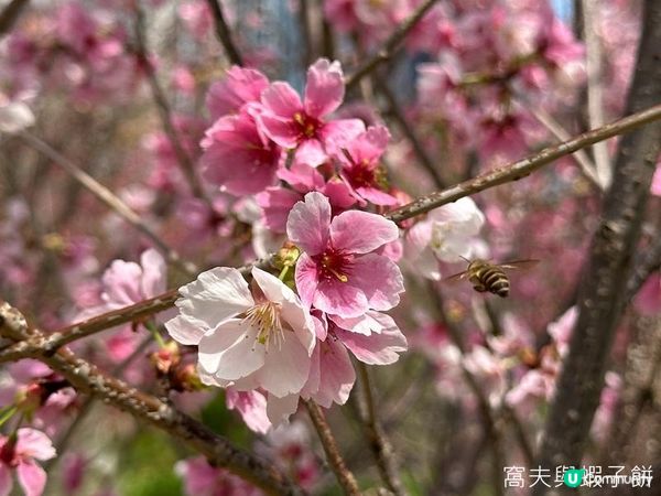 香港好去處 | 賞花 | 天水圍公園 | 河津櫻