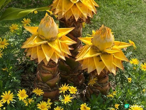 香港好去處 | 賞花 | 天水圍公園 | 河津櫻