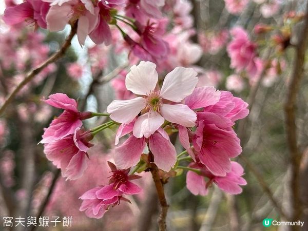 香港好去處 | 賞花 | 天水圍公園 | 河津櫻