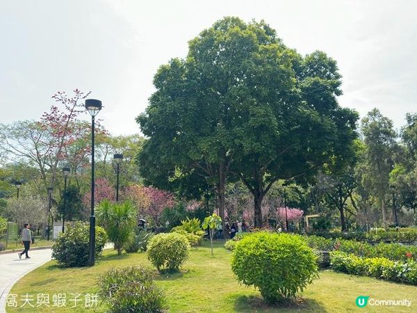香港好去處 | 賞花 | 天水圍公園 | 河津櫻