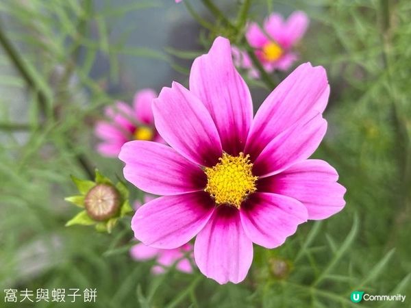 香港好去處 | 賞花 | 香港公園 | 秋英