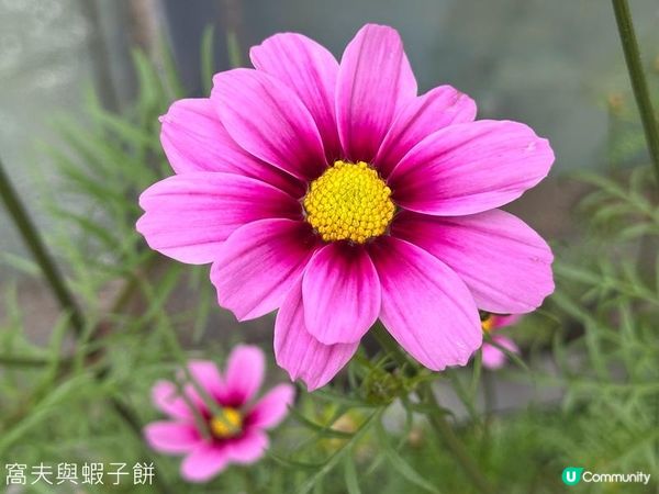 香港好去處 | 賞花 | 香港公園 | 秋英