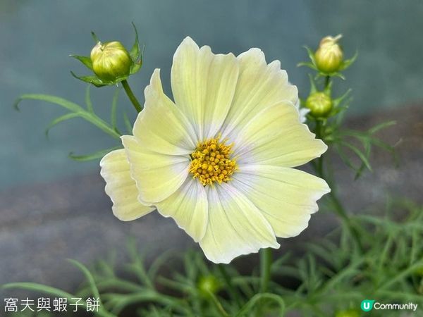 香港好去處 | 賞花 | 香港公園 | 秋英