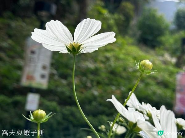 香港好去處 | 賞花 | 香港公園 | 秋英