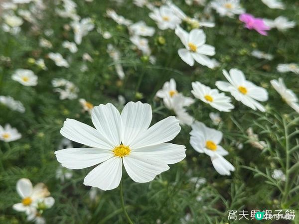 香港好去處 | 賞花 | 香港公園 | 秋英