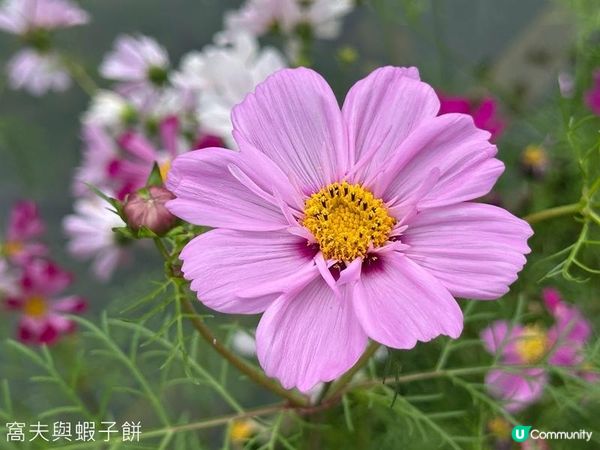 香港好去處 | 賞花 | 香港公園 | 秋英