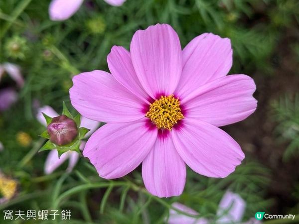 香港好去處 | 賞花 | 香港公園 | 秋英
