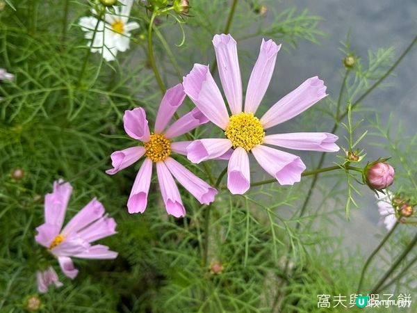 香港好去處 | 賞花 | 香港公園 | 秋英