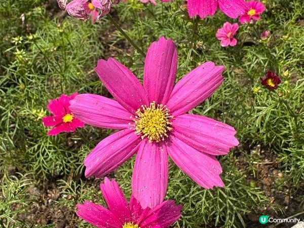 香港好去處 | 賞花 | 香港公園 | 秋英