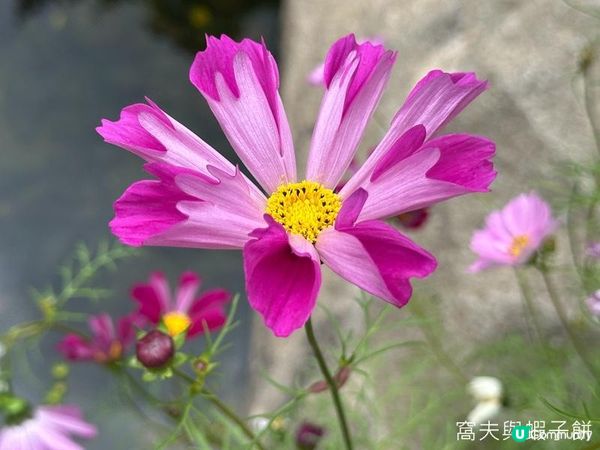 香港好去處 | 賞花 | 香港公園 | 秋英