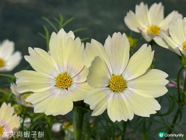 香港好去處 | 賞花 | 香港公園 | 秋英