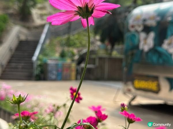 香港好去處 | 賞花 | 香港公園 | 秋英