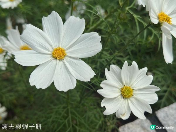 香港好去處 | 賞花 | 香港公園 | 秋英