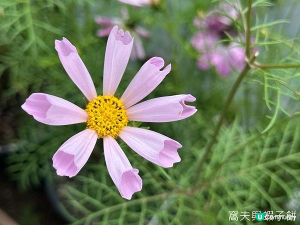 香港好去處 | 賞花 | 香港公園 | 秋英