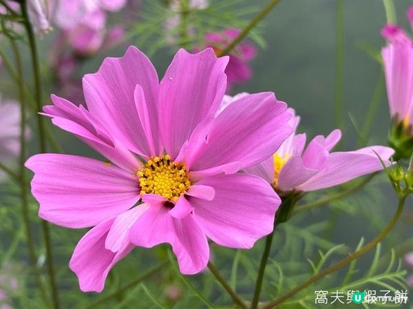 香港好去處 | 賞花 | 香港公園 | 秋英