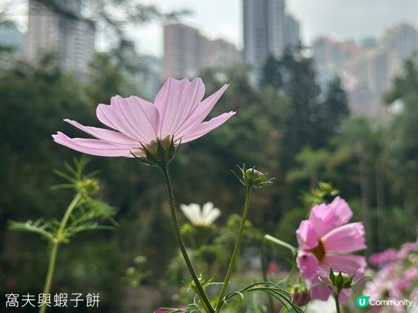 香港好去處 | 賞花 | 香港公園 | 秋英