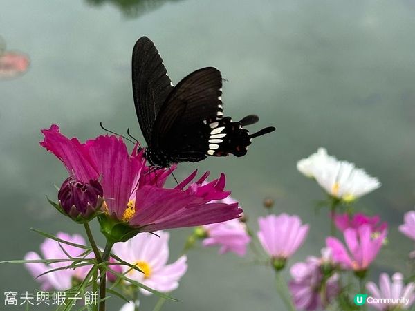 香港好去處 | 賞花 | 香港公園 | 秋英