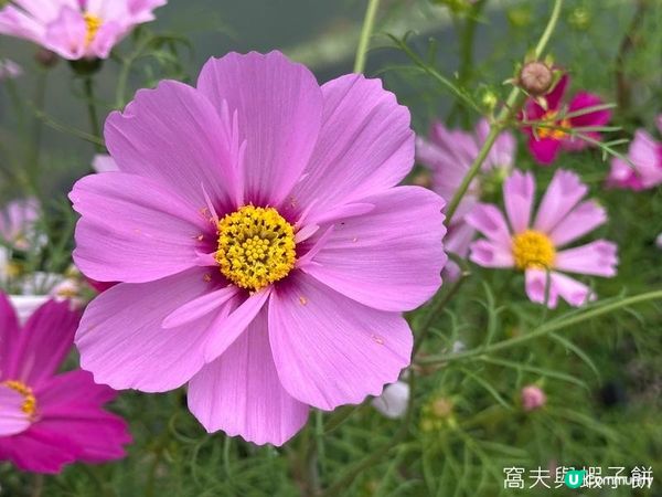 香港好去處 | 賞花 | 香港公園 | 秋英