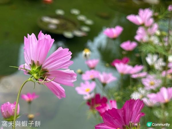 香港好去處 | 賞花 | 香港公園 | 秋英