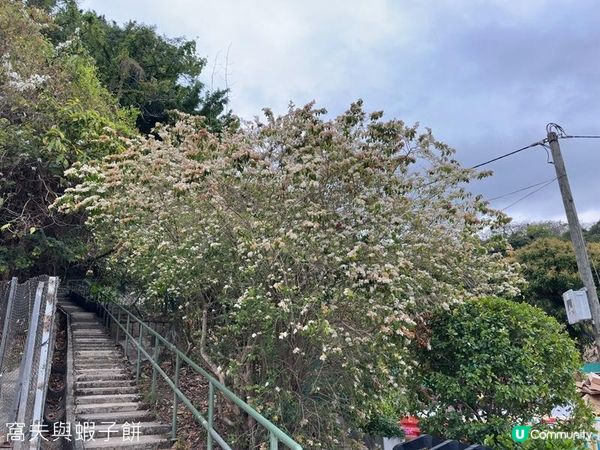 香港好去處 | 馬灣1868 | 打卡必去彩虹村莊