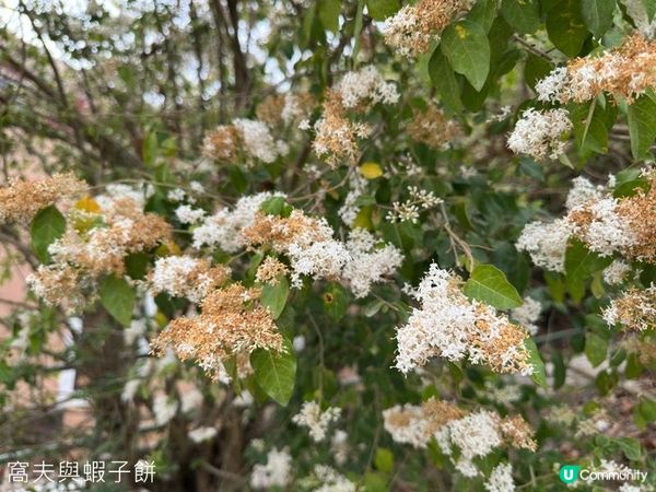 香港好去處 | 馬灣1868 | 打卡必去彩虹村莊