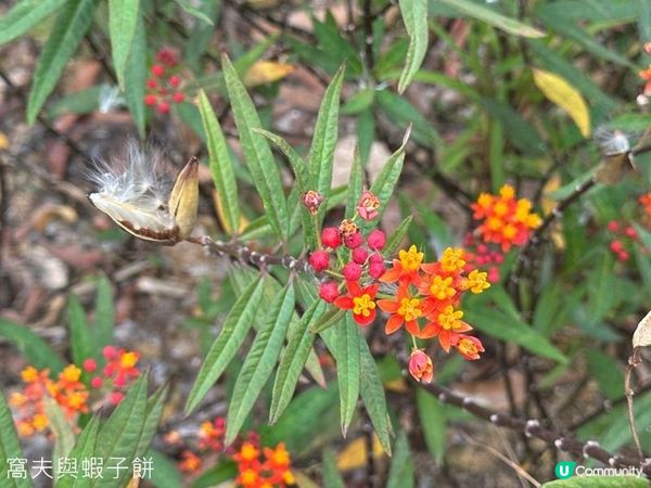 香港好去處 | 馬灣1868 | 打卡必去彩虹村莊
