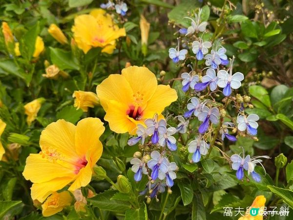 香港好去處 | 馬灣1868 | 打卡必去彩虹村莊