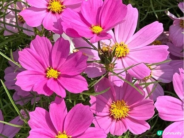 香港好去處 | 賞花 | 維園花展 | 秋英 (下)