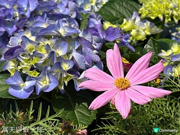 香港好去處 | 賞花 | 維園花展 | 秋英 (下)