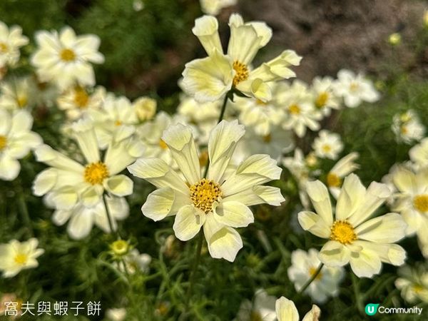 香港好去處 | 賞花 | 維園花展 | 秋英 (下)