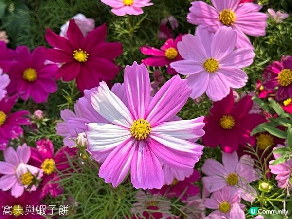 香港好去處 | 賞花 | 維園花展 | 秋英 (下)